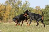 DOBERMANN 367